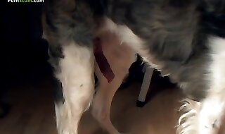 beastiality porn