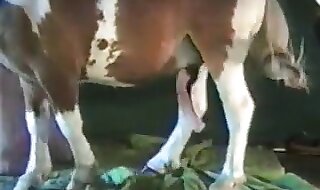 horse fucks