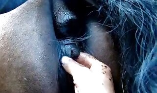 beastiality porn