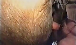 horse fucks