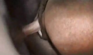 animal sex