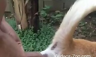 Xvideos-Zoo